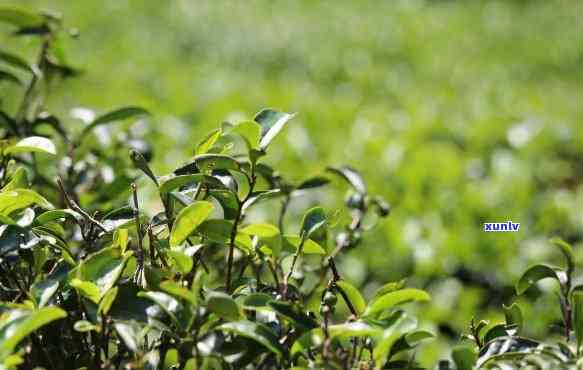 探究武夷山知名茶企及其顶级茶叶