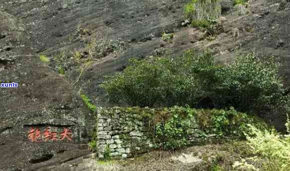 武夷山十大茶企排名-武夷山三大岩茶