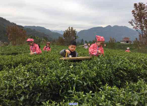 十大茶系指哪些茶？详解其含义与分类