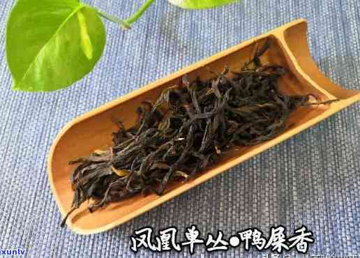 单丛茶各种香型，探索单丛茶的多样香气：从花果香到蜜韵香，一次全体验！