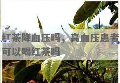 仲茶降压效果怎么样，探究仲茶的降压效果：科学实验与真实案例分析