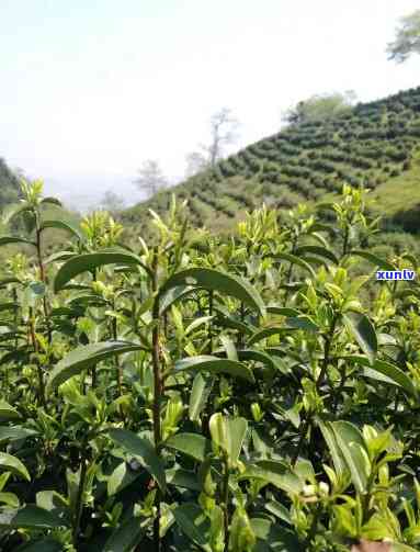 高山茶十大-高山茶十大花絮