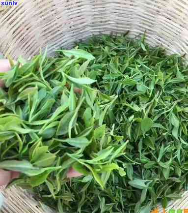 青岛崂山绿茶新茶价格表：详细行情与多少钱一斤