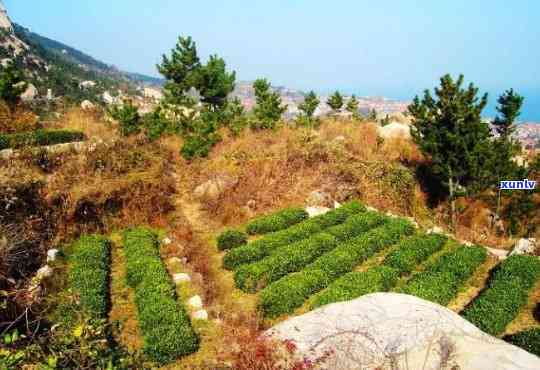 青岛十大崂山茶全览