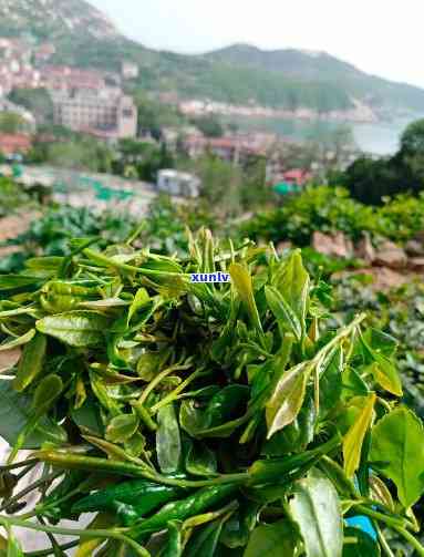 青岛十大崂山茶-青岛十大崂山茶排名