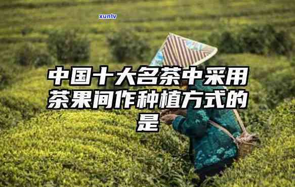 中国10大名茶中采用茶果间作种植方式：揭秘其独特之处