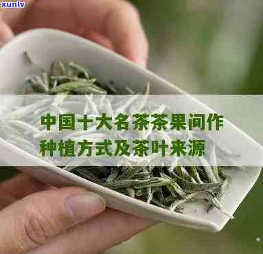 中国10大名茶中采用茶果间作种植方式：揭秘其独特之处