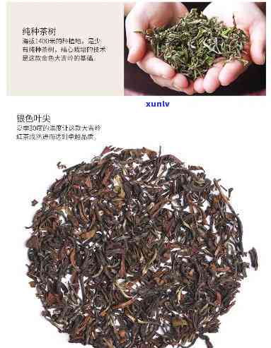 红茶花苞茶种类名称图片大全及价格