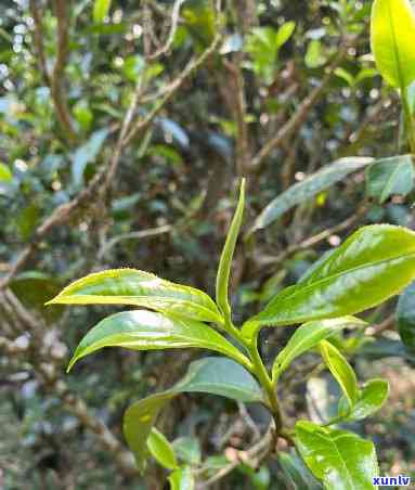 老同志帕沙古树和布朗山，品味古老韵味：探寻帕沙古树与布朗山的茶文化之旅