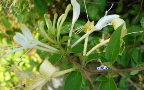 茶的种类及泡茶 *** 全解析，图文并茂