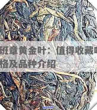 古树黄金叶值得收藏吗，古树黄金叶：值得收藏的稀世珍品