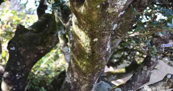 白莺山2800年古树，探索千年古韵：白莺山2800年古树的魅力与历