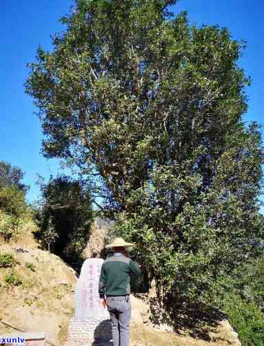 白莺山2800年古树，探索千年古韵：白莺山2800年古树的魅力与历