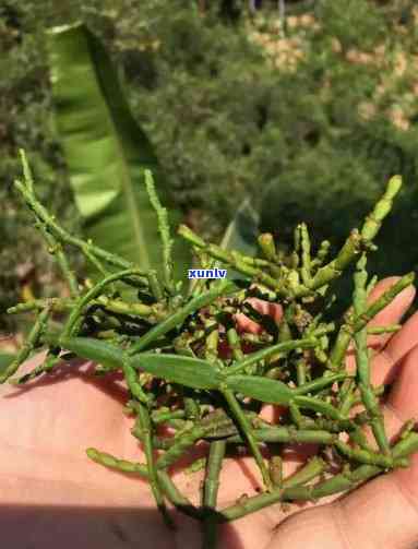 古树螃蟹脚茶的功效与作用，探秘古树螃蟹脚茶的神奇功效与作用