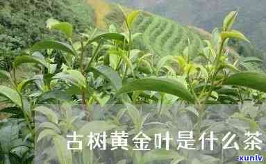 古树金叶茶是什么茶，探秘珍稀饮品：古树金叶茶，你了解多少？