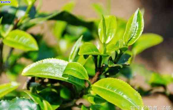 古树茶：生茶还是熟茶？探究其类别与特点