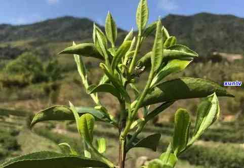 茶树种类图片及名称介绍大全视频