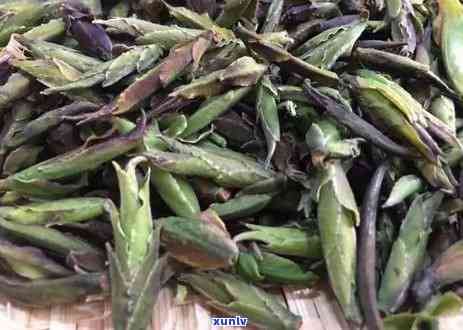 古树芽孢属于什么茶类，探秘茶叶世界：古树芽孢属于哪种茶类？