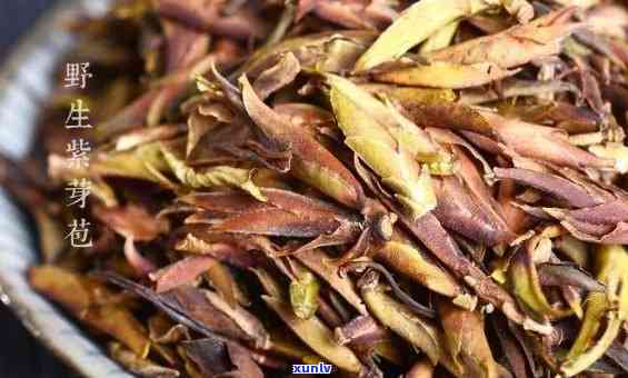 古树芽孢属于什么茶类，探秘茶叶世界：古树芽孢属于哪种茶类？