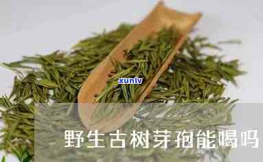 古树芽孢属于什么茶-古树芽孢属于什么茶类