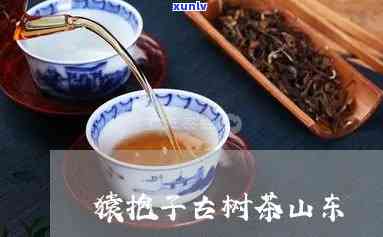 猿抱子古树茶官网价位，探寻古树茶韵味：猿抱子古树茶官网价位解析