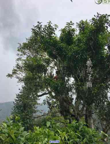 猿抱子古树茶官网价位，探寻古树茶韵味：猿抱子古树茶官网价位解析