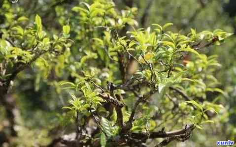 古树秋茶属于什么茶类，探寻古树秋茶的奥秘：它属于哪种茶类？