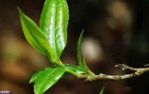 古树秋茶属于什么茶类，探寻古树秋茶的奥秘：它属于哪种茶类？