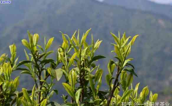 腾冲的茶是什么种类的茶叶，揭秘腾冲特产：你了解腾冲的茶是何种茶叶吗？