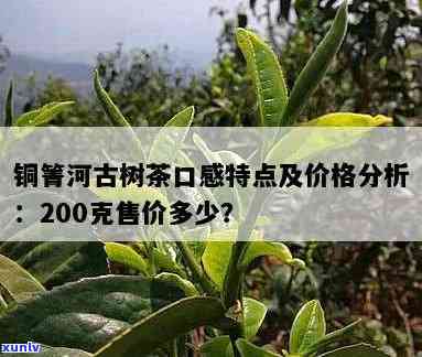 铜箐河古树茶口感，探索云南秘境：品味铜箐河古树茶的独特口感