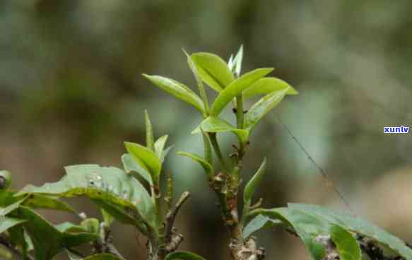 古树木茶是什么茶-古树木茶是什么茶叶