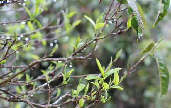 古树木茶是什么茶-古树木茶是什么茶叶