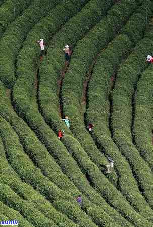 汉中产茶的主要地方是哪里？