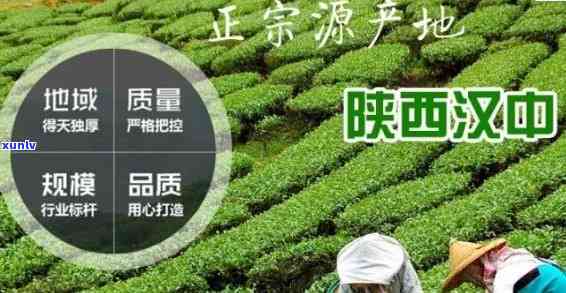 汉中产茶的主要地方-汉中产茶的主要地方是哪里