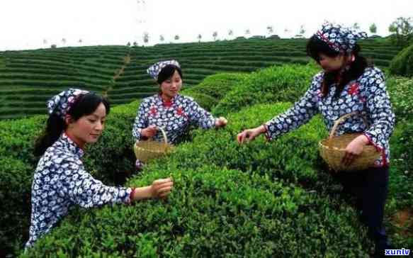 汉中产茶的主要地方-汉中产茶的主要地方是哪里