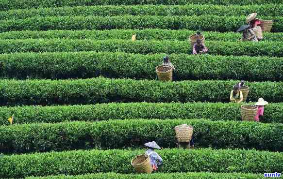 贵州茶的种类的是：贵州著名的茶叶、贵州出名的茶