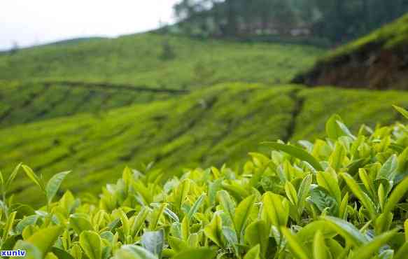 贵州特色茶种，探索贵州特色茶种：品尝独特的茶叶风味与文化