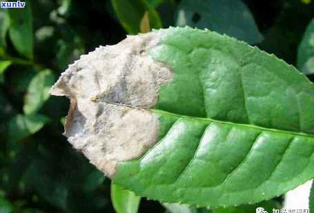 茶叶病有哪些？了解常见茶叶病症状与图片