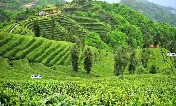 我国适合种茶的地方在哪里，揭秘中国茶叶种植的黄金地带：哪些地方最适合种茶？