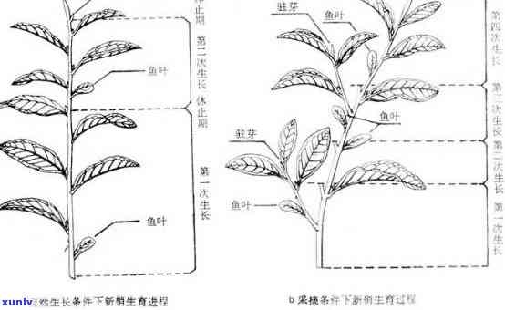 茶树主要有几种类型-茶树主要有几种类型?