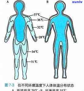 人体体温f：范围与分布全解析