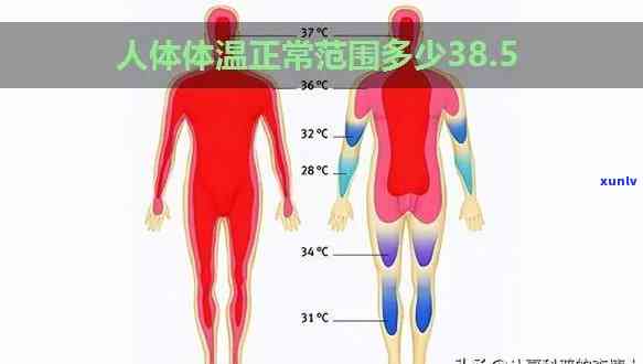 人体体温f：范围与分布全解析