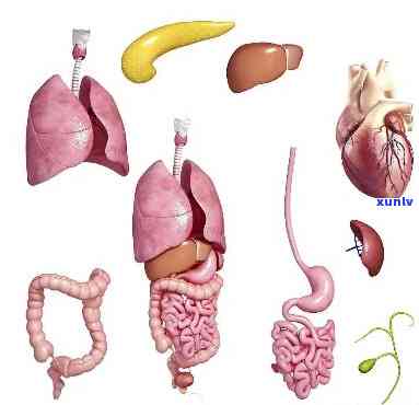 人体器官表达什么意思，解码人体器官：它们在咱们的身体中扮演什么角色？