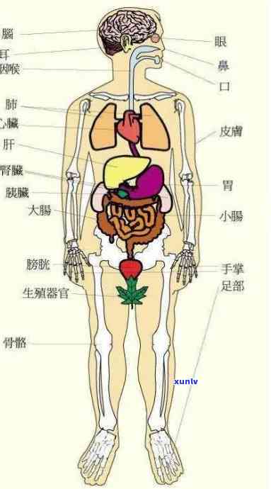 人体器官有什么用，探索人体器官的功能与重要性