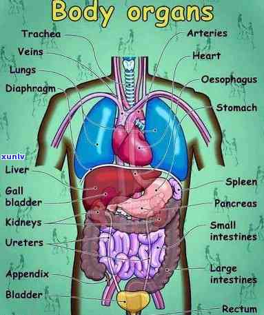 人体器官各表达什么意思：详细解析与定义