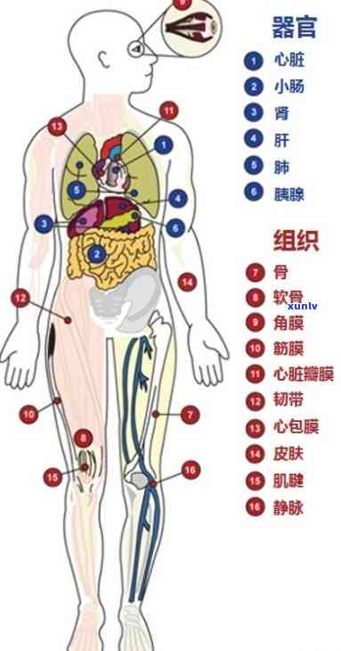 人体器官各表达什么意思：详细解析与定义