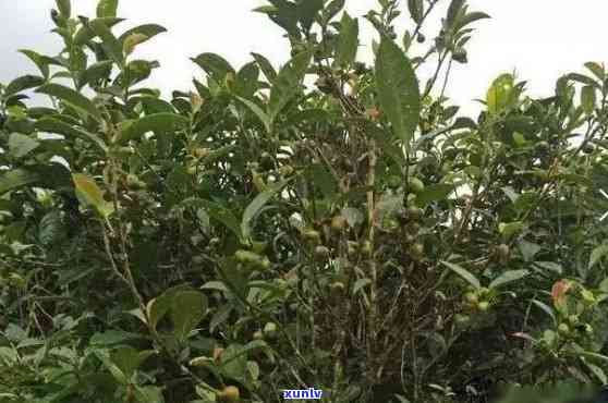 茶树树种分类，探究茶树树种的多样性：分类、特征与应用