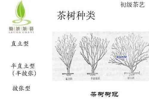 茶树树种分类，探究茶树树种的多样性：分类、特征与应用