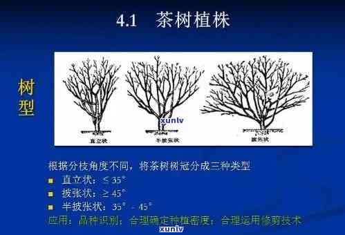 茶树三种基本分类：定义、标准与种类解析