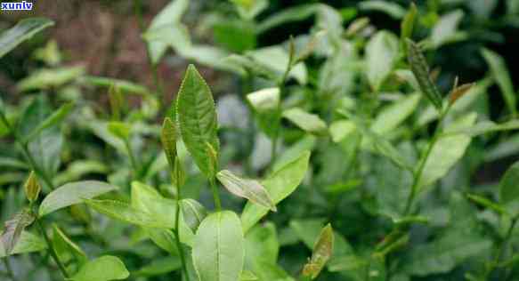 茶有几大类细分品种是什么，探索茶叶的奥秘：了解茶的几大类细分品种